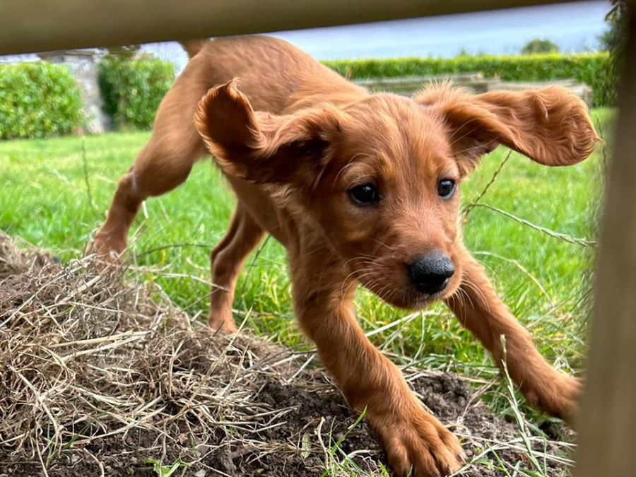 Irish Red Setter, IKC Reg... All ready for their forever homes! 5